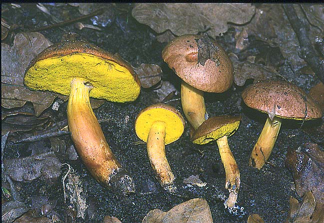 Funghi poco comuni:-  Aureoboletus gentilis